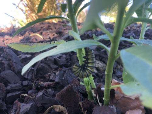 caterpillar creating monarch habitat