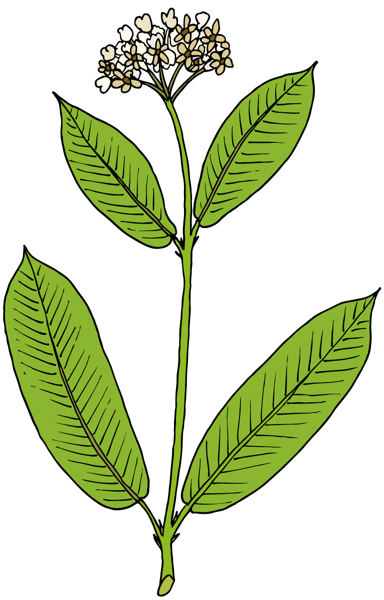milkweed illustration